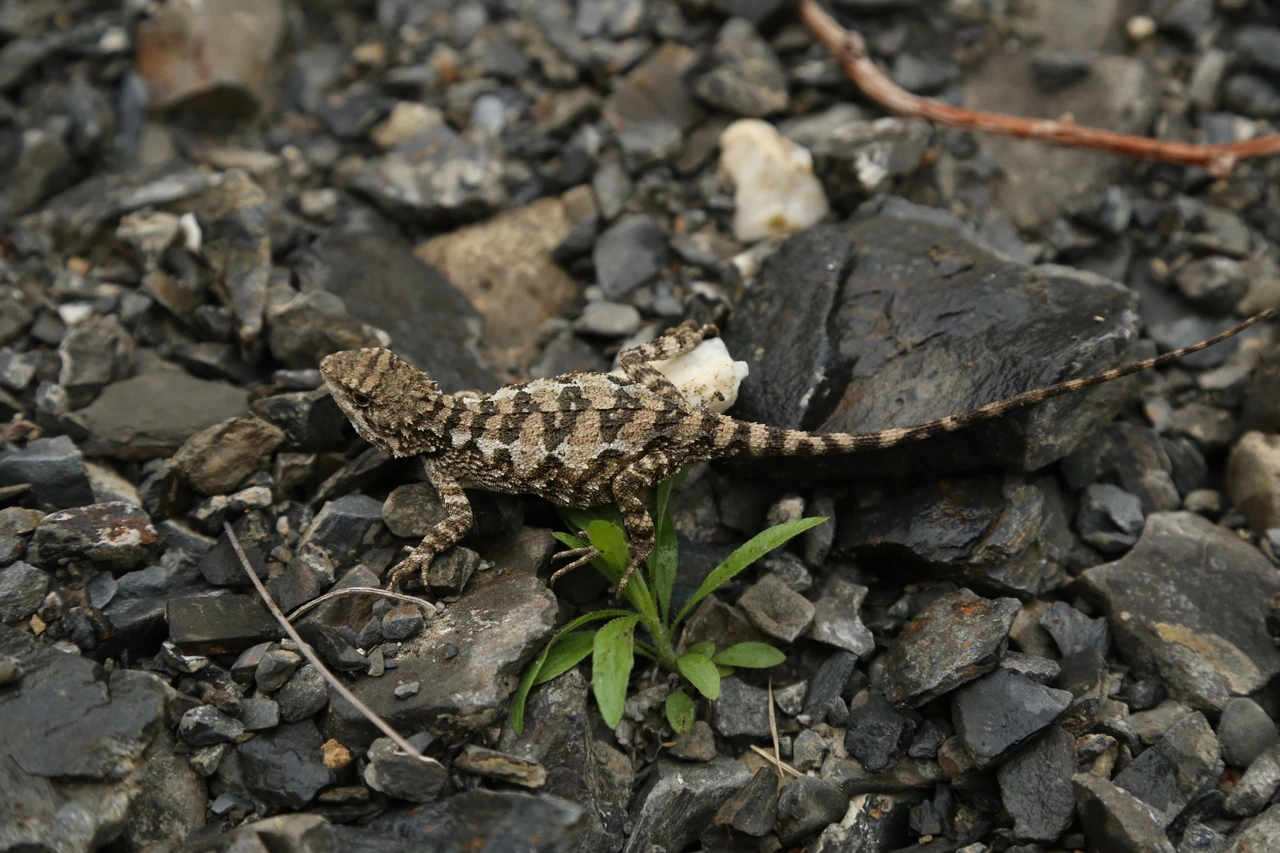 Ejemplar hembra de Diploderma bifluviale sobre un terreno pedregoso en su hábitat natural de Sichuan, China