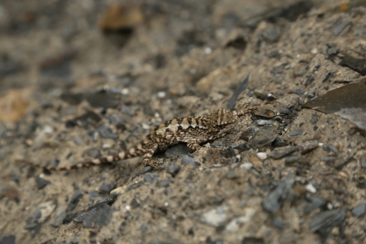 Diploderma bifluviale hembra camuflada entre rocas, mostrando su patrón corporal adaptado al hábitat montañoso