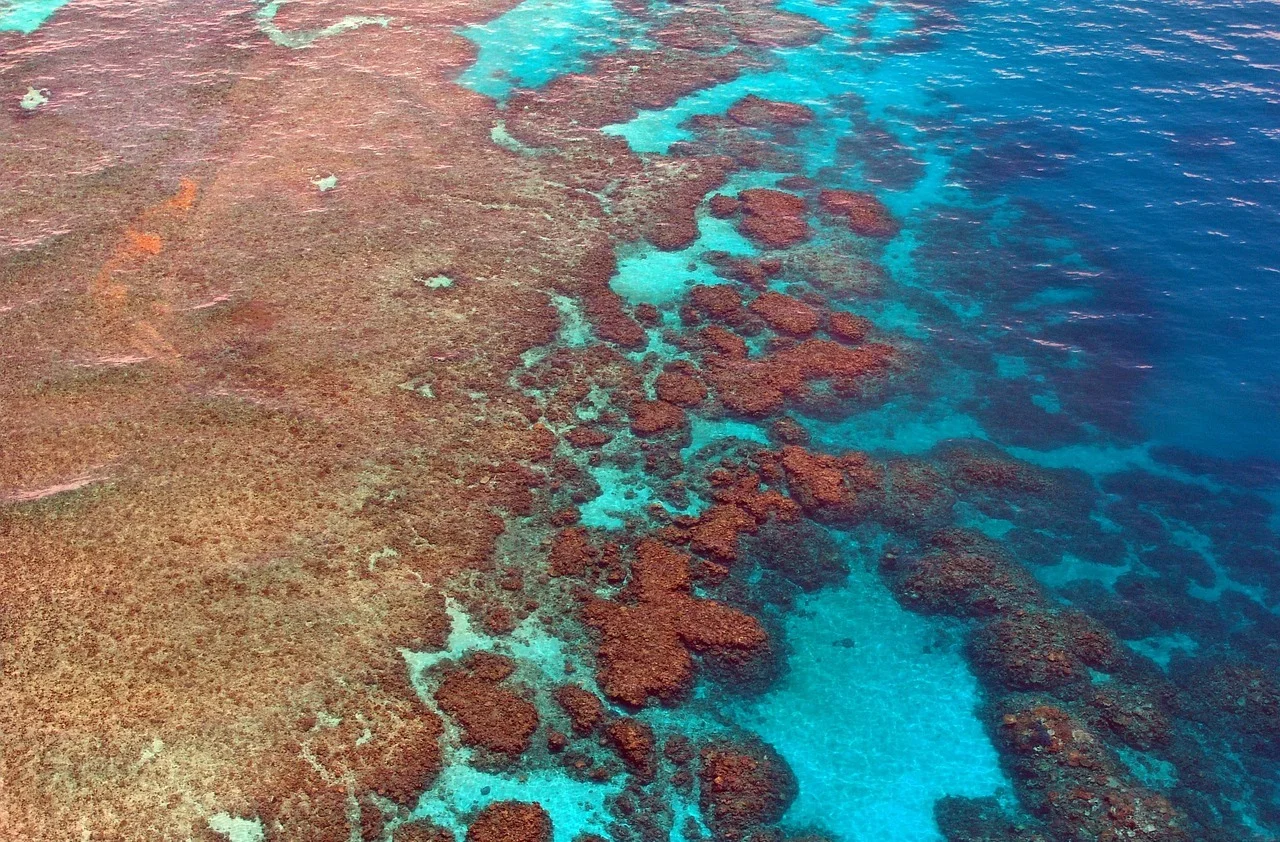 Vista submarina de corales y peces en la Gran Barrera de Coral