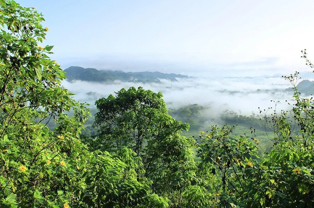 Paisaje verde de la Amazonía con montañas y neblina al amanecer