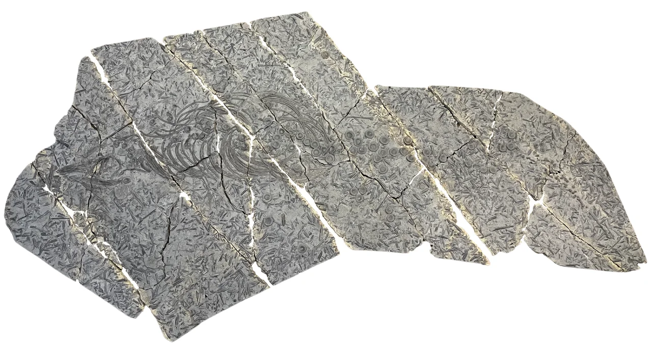 Placa fósil de Eurhinosaurus mistelgauensis de gran tamaño expuesta en el museo alemán Urwelt-Museum Oberfranken
