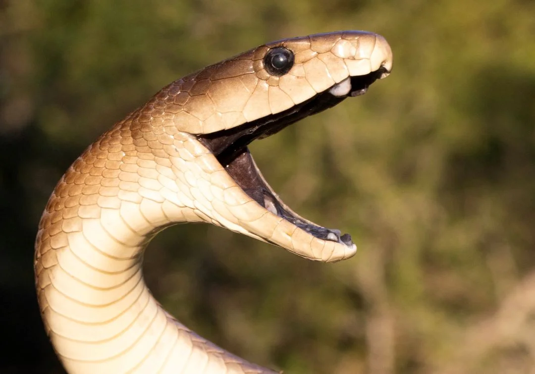 Primer plano de una mamba negra con la boca abierta mostrando sus colmillos y escamas brillantes