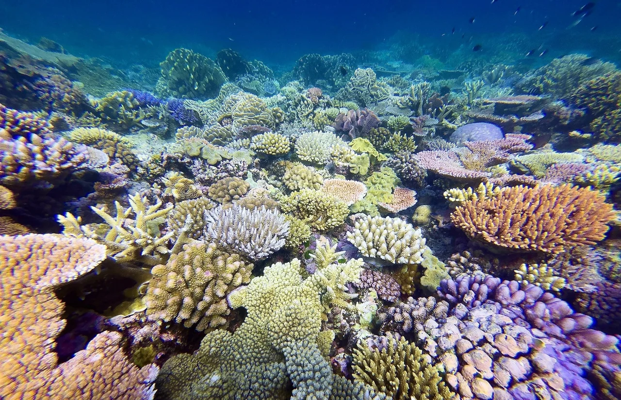 Vista aérea de la Gran Barrera de Coral con aguas turquesa y formaciones de arrecife