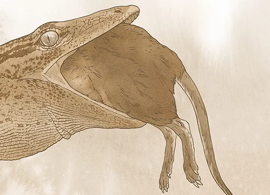 Breugnathair elgolensis representado mientras atrapa y se alimenta de un pequeño mamífero