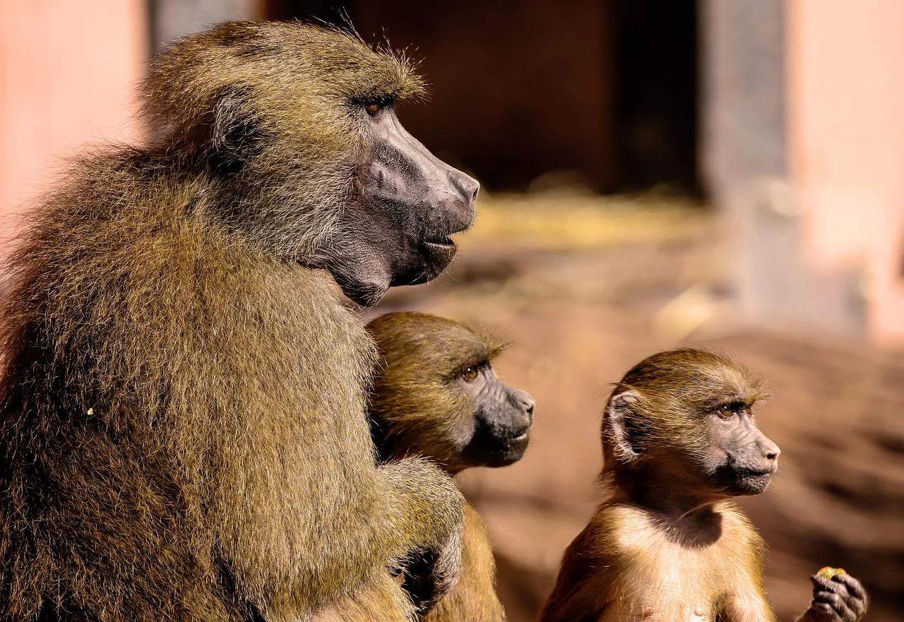 Grupo de babuinos con un adulto y dos crías observando atentos en su entorno natural
