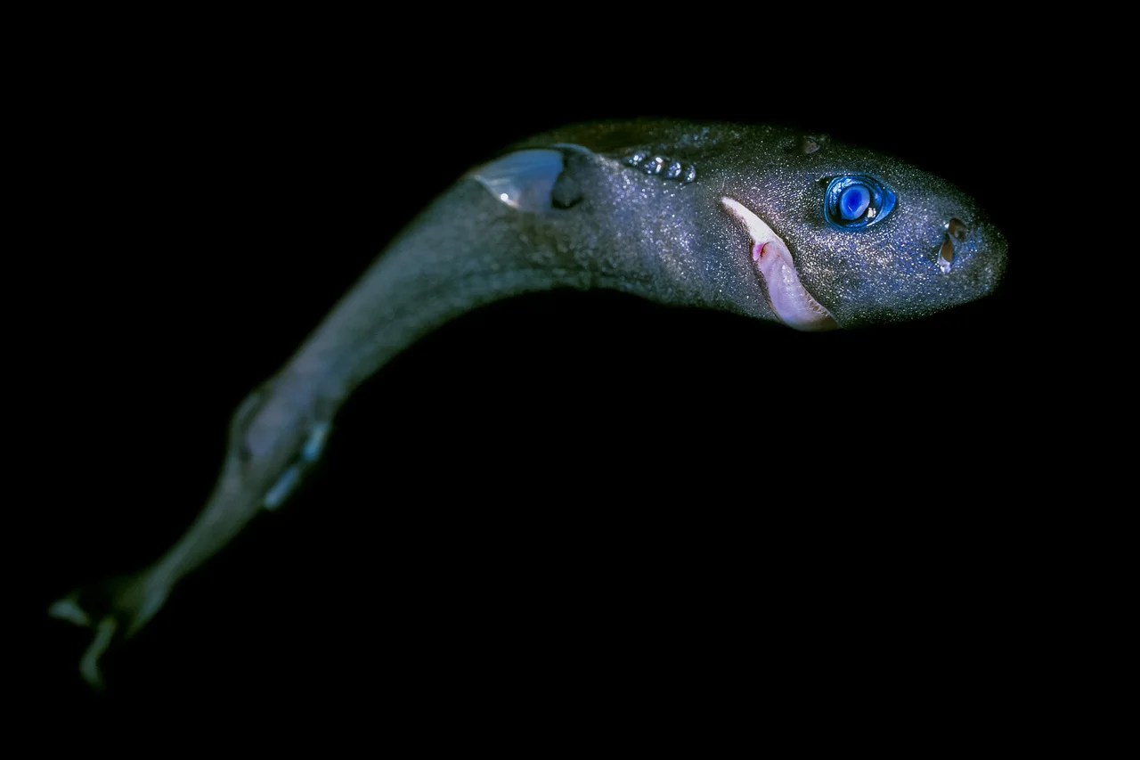 Tiburón pigmeo Euprotomicrus bispinatus nadando en aguas profundas