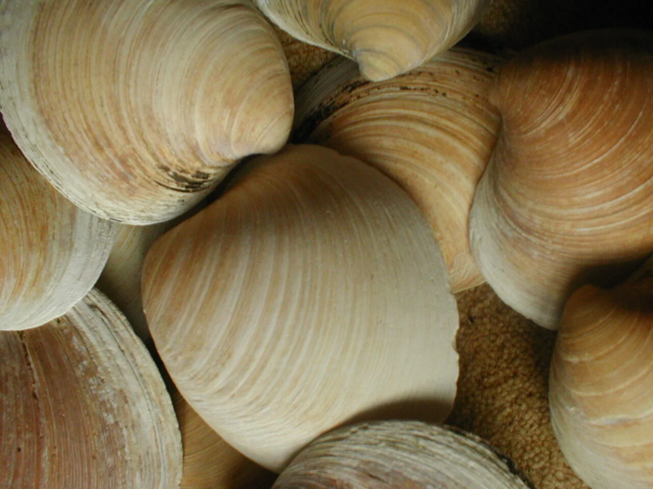 Detalle de varias conchas de quahog oceánica utilizadas en estudios de cambio climático