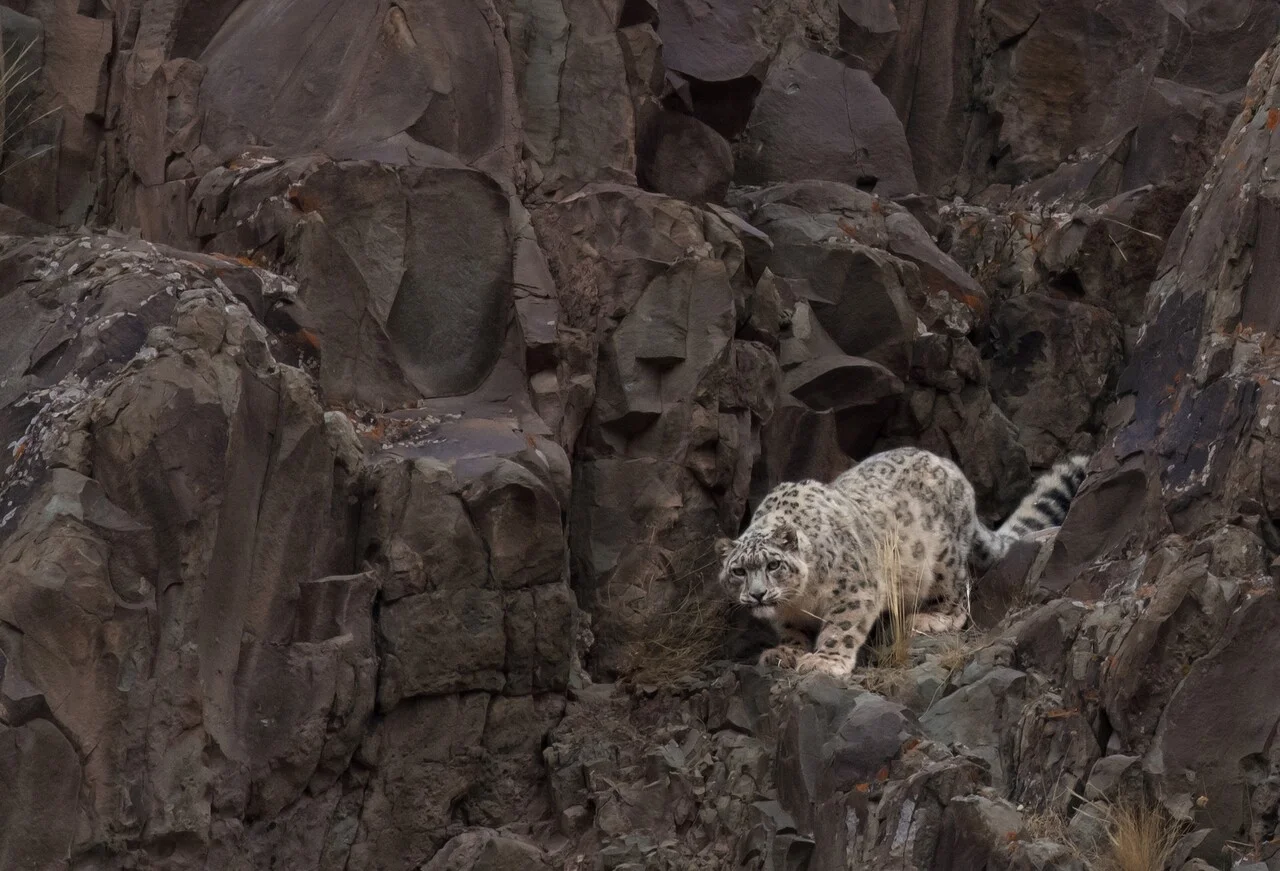 Leopardo de las nieves camuflado entre las rocas de Ladakh, India