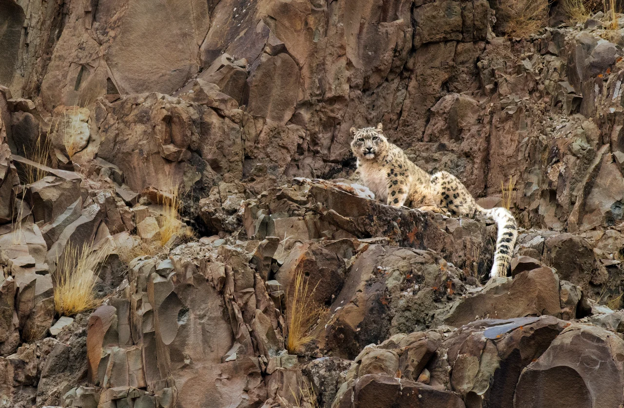 Leopardo de las nieves descansando sobre una formación rocosa en Ladakh, India