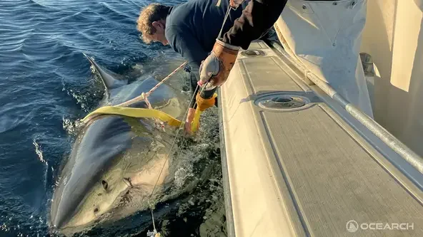 Investigadores de OCEARCH marcan a Contender
