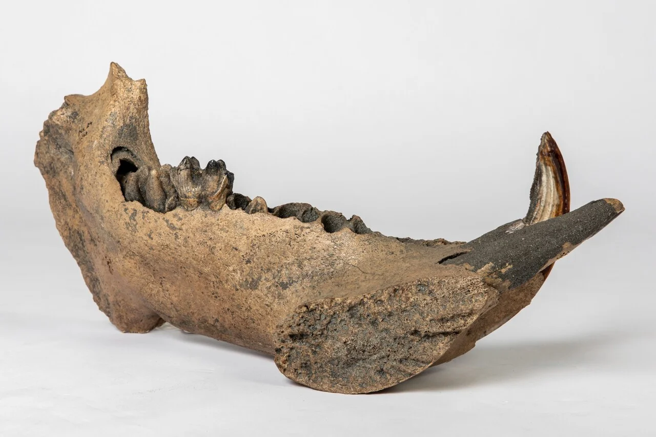 Fragmento fósil de mandíbula de hipopótamo exhibido sobre una base de museo