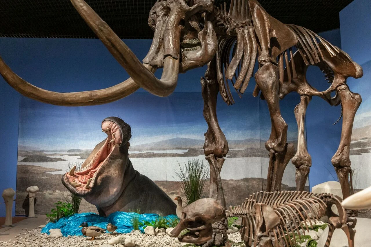 Escena de museo con un hipopótamo reconstruido y un esqueleto de mamut