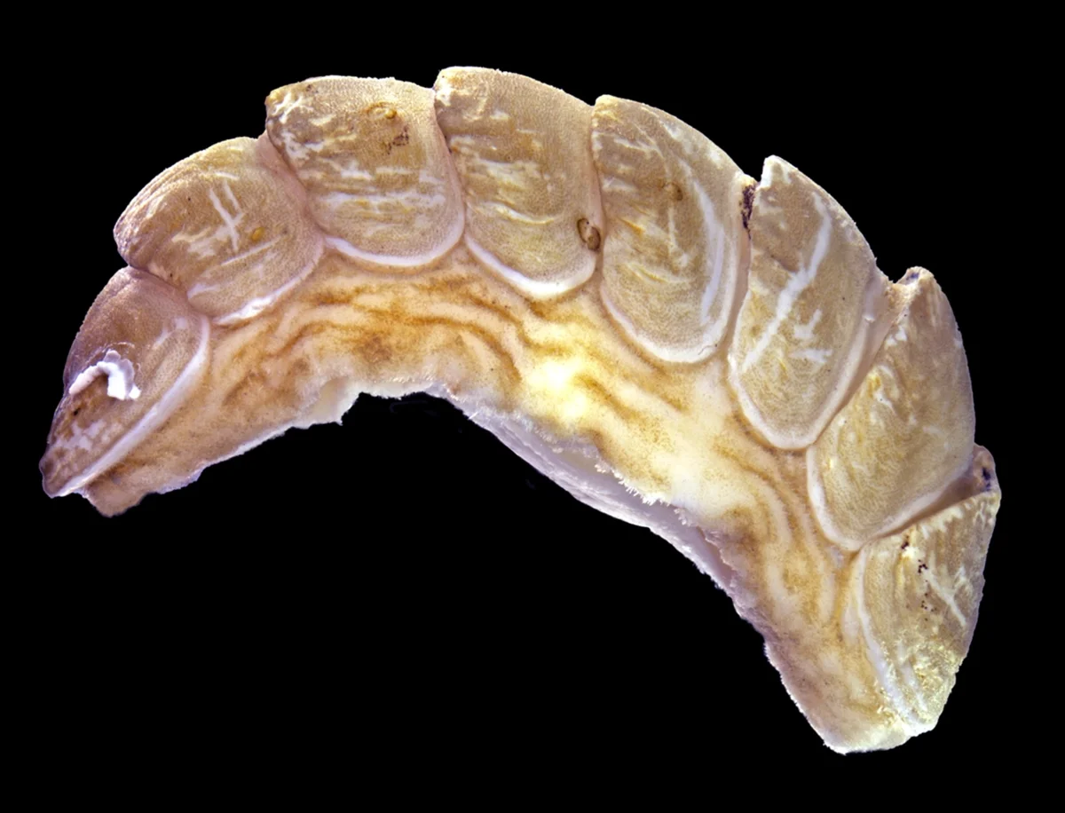 Ferreiraella charazata, molusco marino con caparazón segmentado