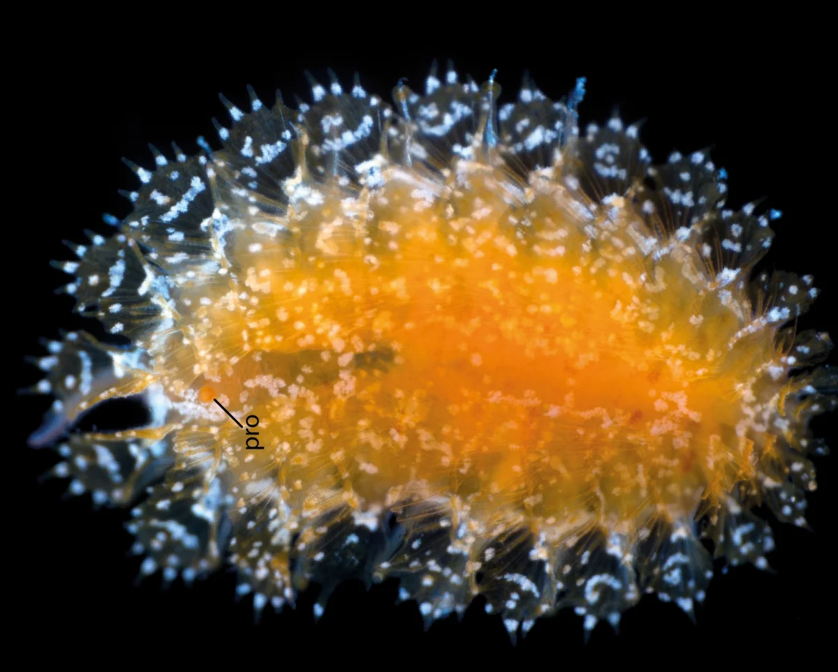 Spinther bohnorum, gusano marino recubierto de filamentos luminosos