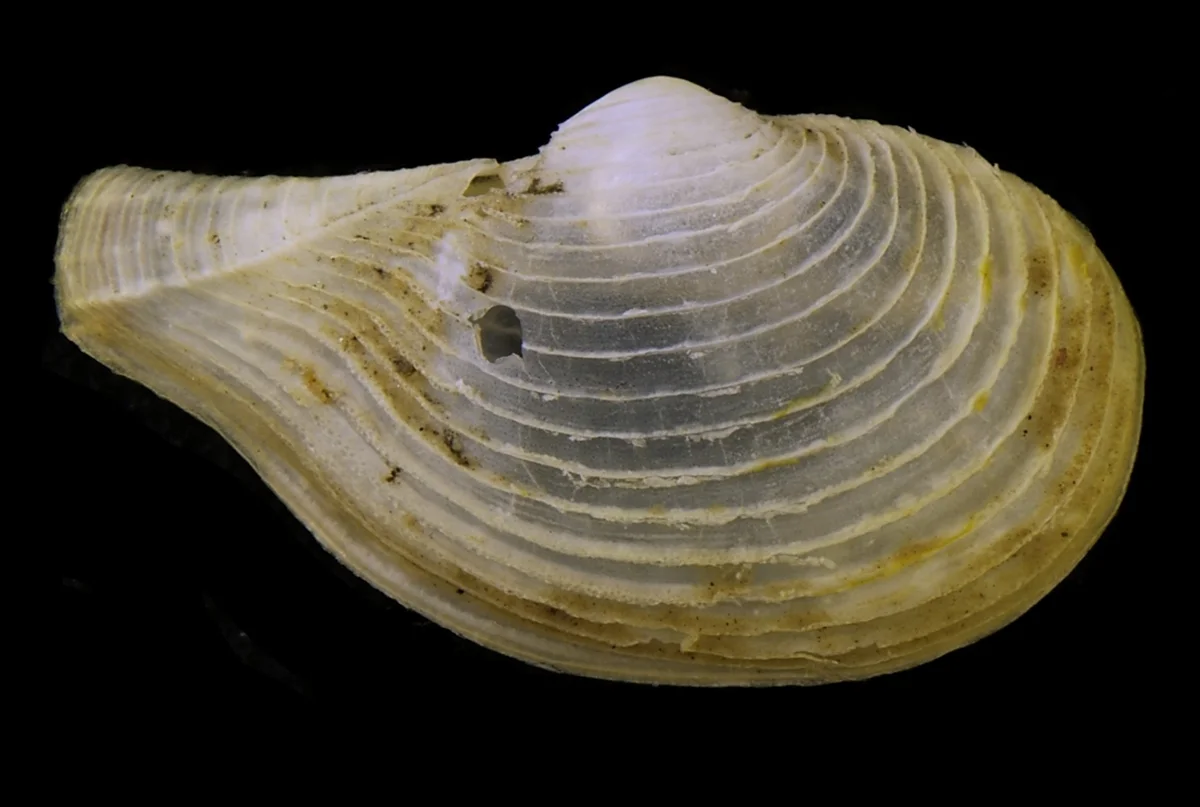 Myonera aleutiana, bivalvo marino con concha blanca translúcida