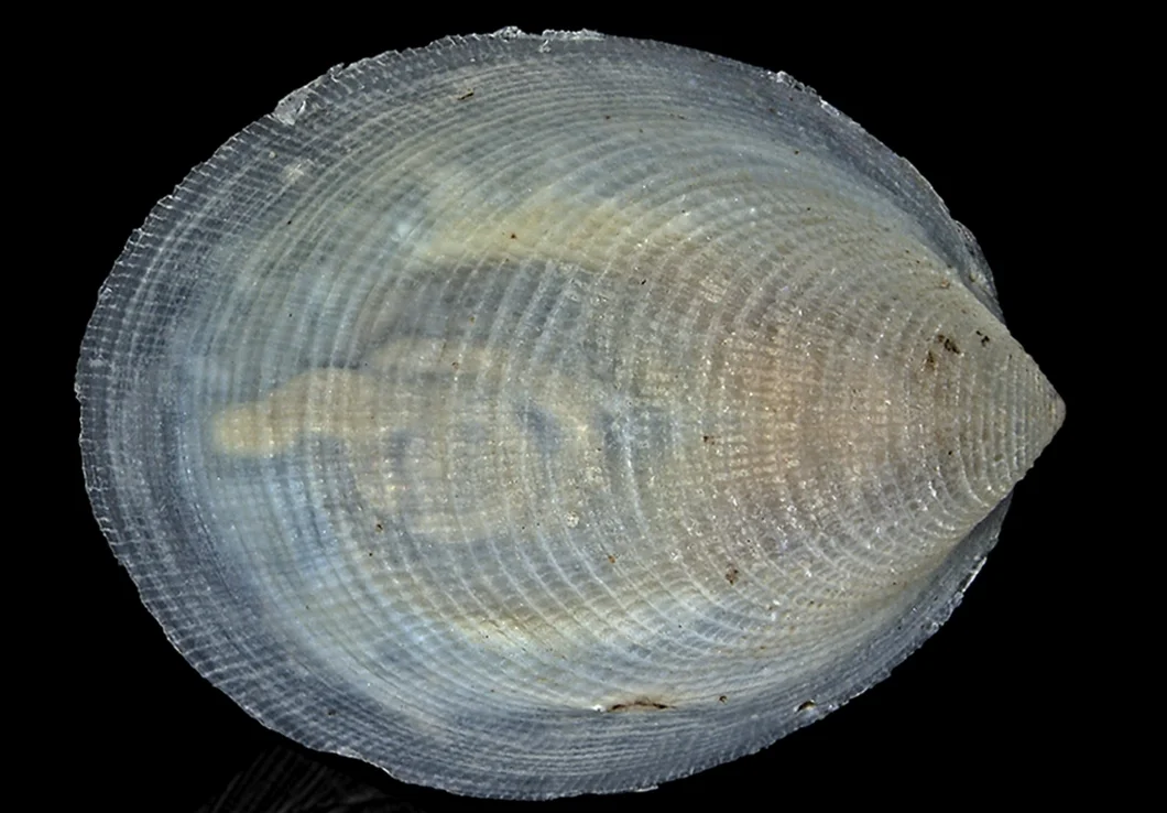 Veleropilina gretchenae, molusco primitivo de cuerpo aplanado