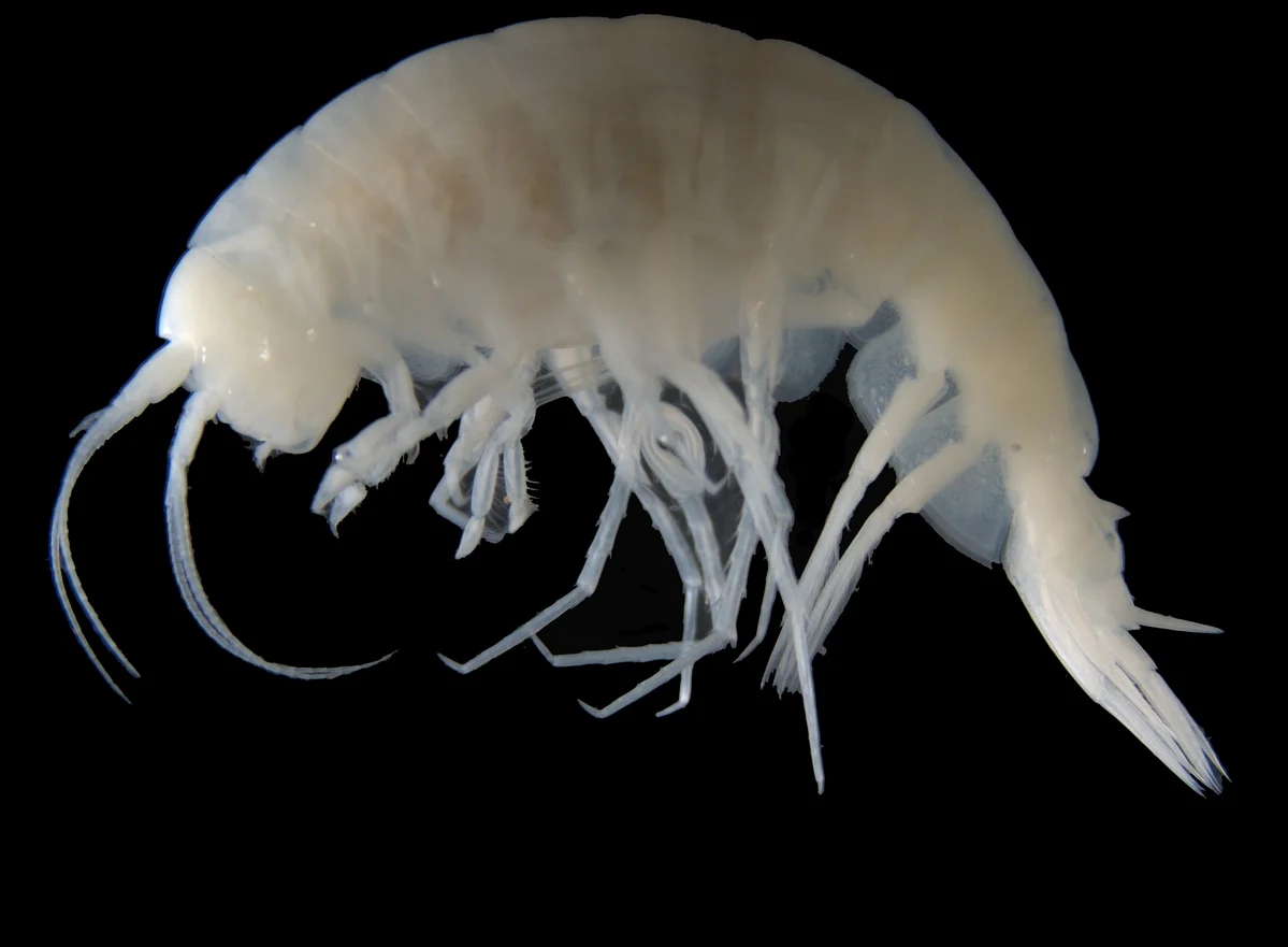 Apotectonia senckenbergae, un invertebrado marino descubierto por científicos de la Senckenberg Ocean Species Alliance