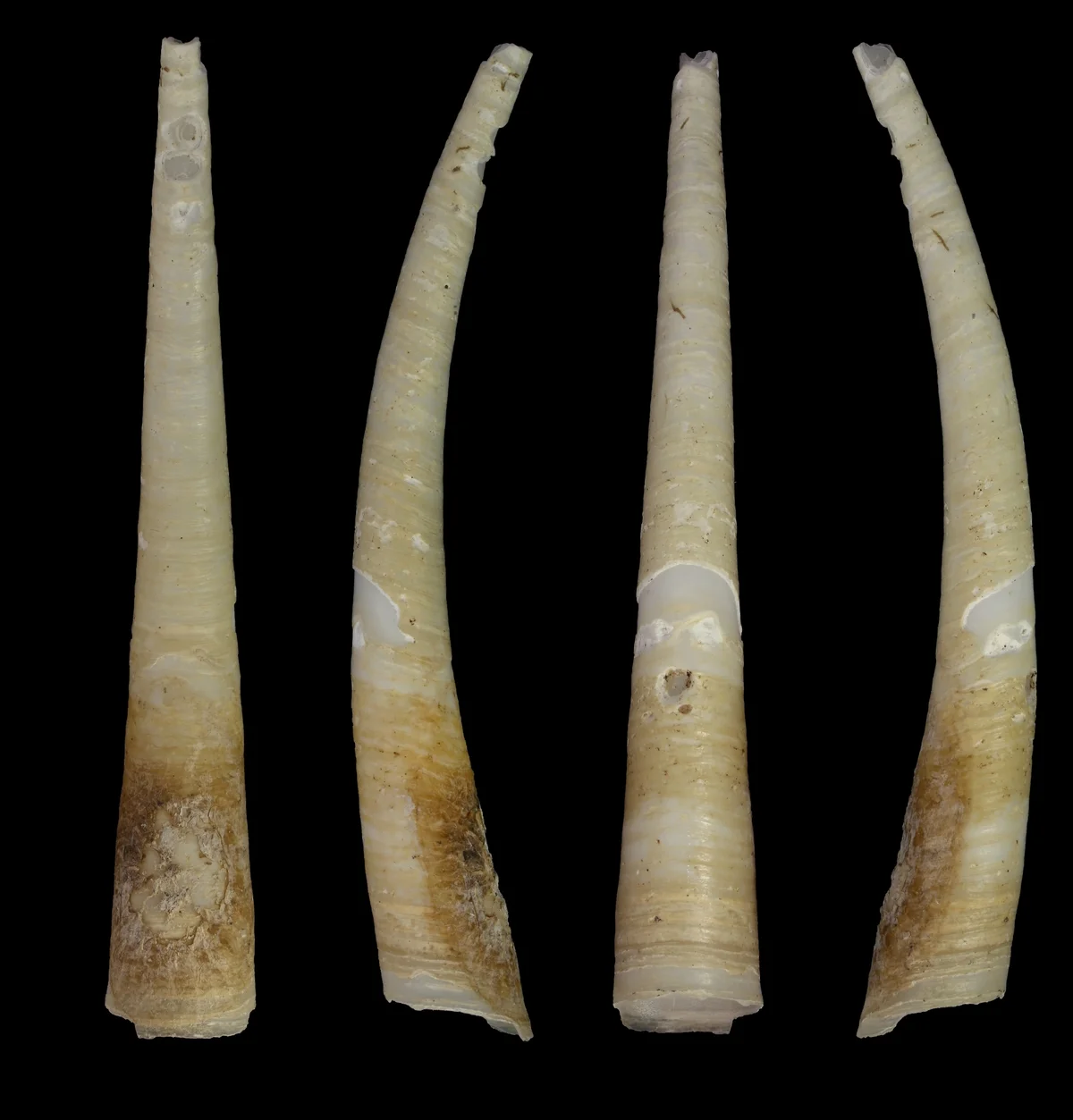 Laevidentalium wiesei, molusco marino con concha tubular