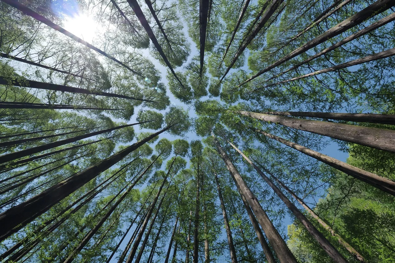 Vista ascendente de un bosque con árboles altos y luz del sol entre el follaje
