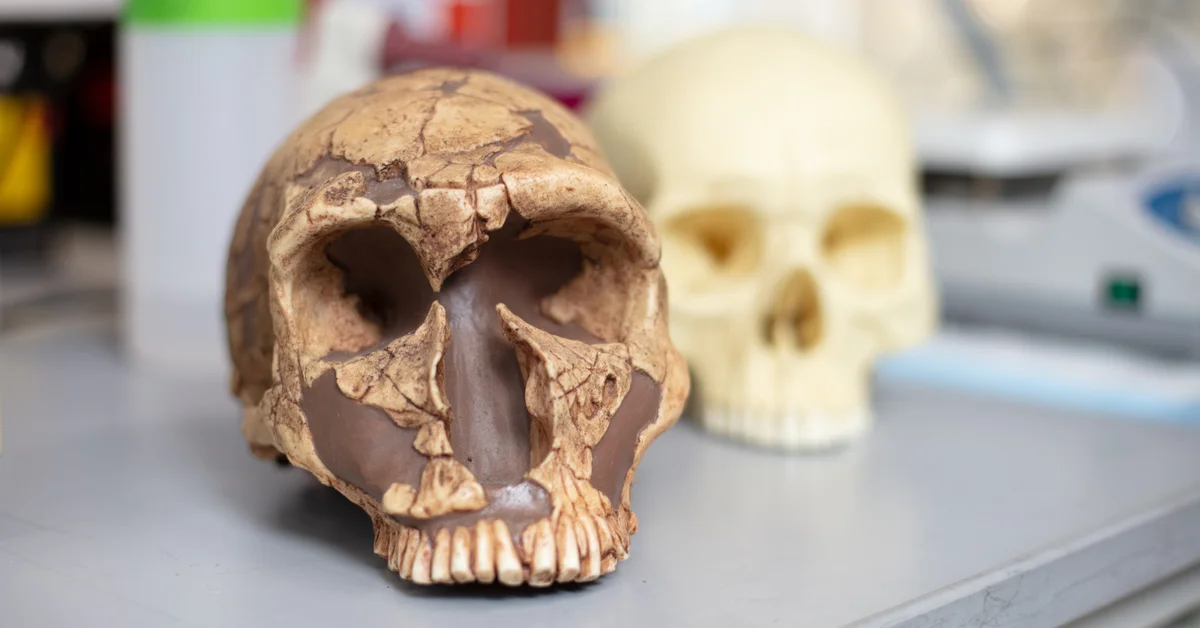 Comparación entre dientes de neandertales y humanos modernos analizados por niveles de plomo