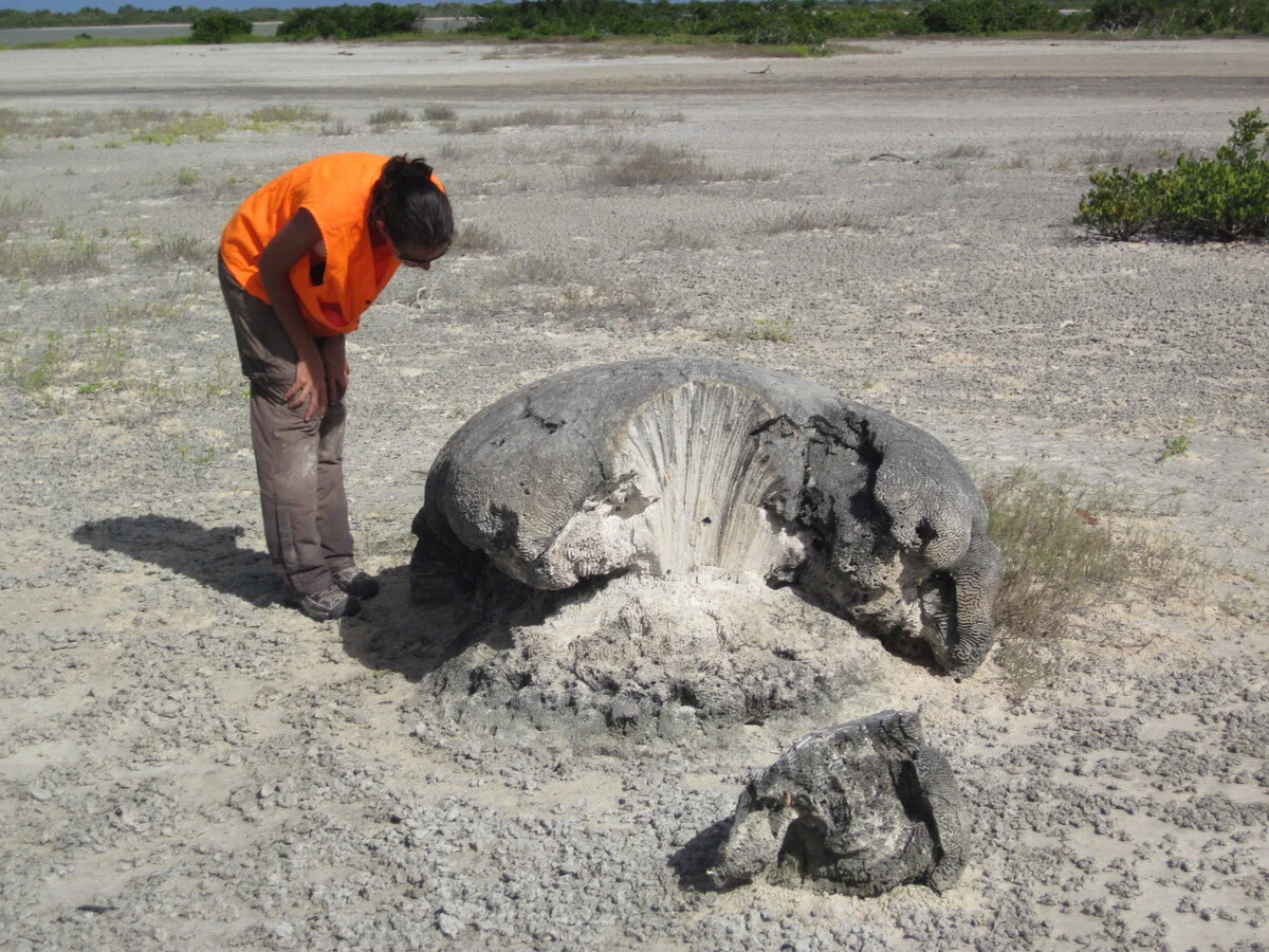 Investigadora examina restos de coral desplazados por un antiguo tsunami