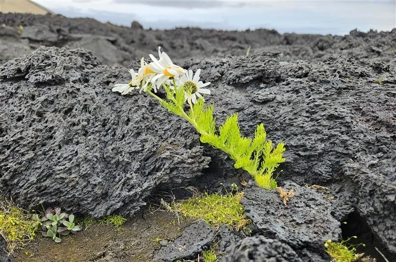 Plantas dispersas creciendo entre rocas de lava solidificada en Surtsey