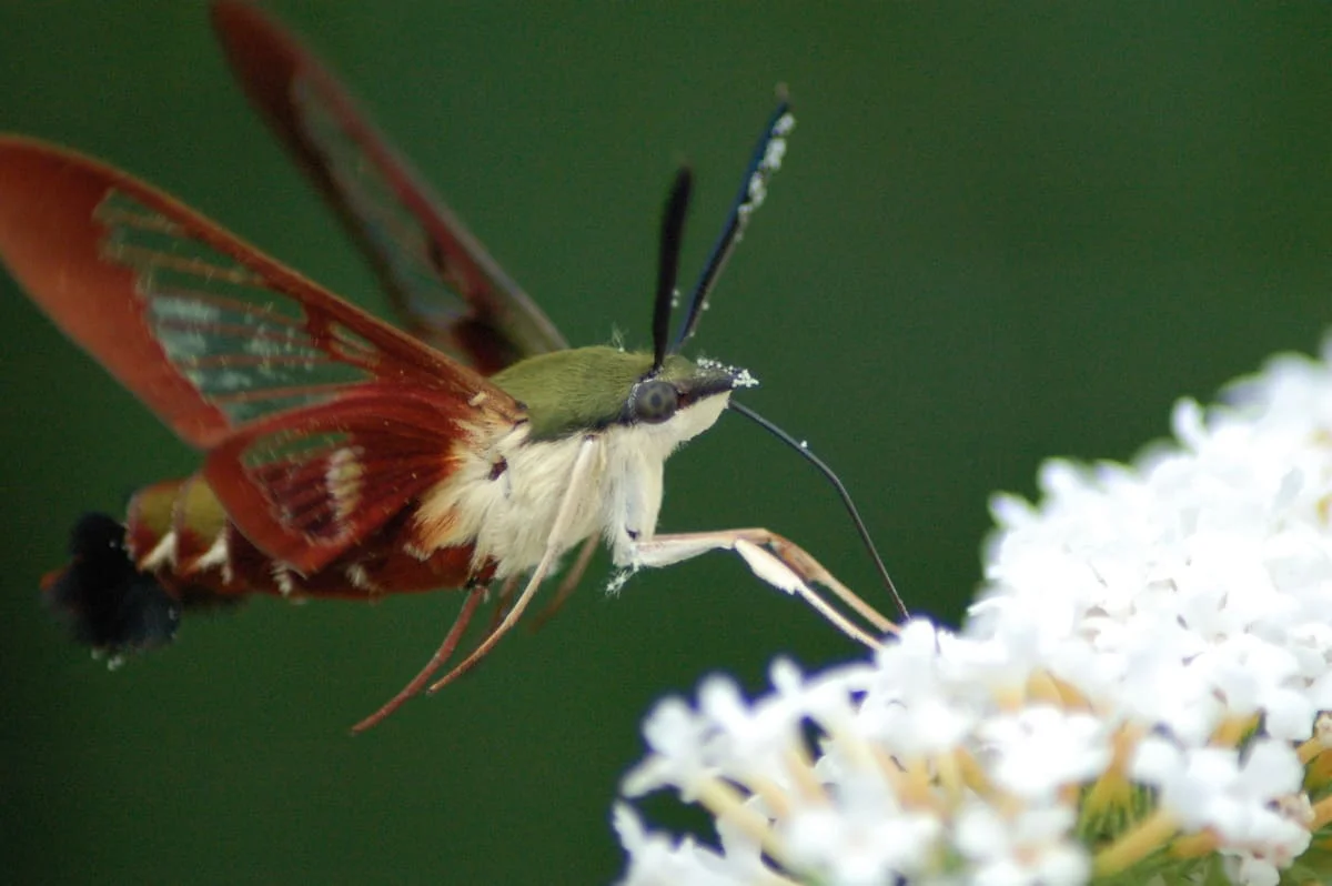Polilla colibrí de alas claras alimentándose de néctar mientras permanece suspendida en el aire