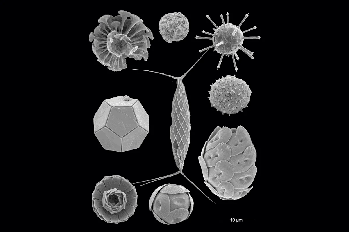 Diversas especies de cocolitóforos observadas mediante microscopía electrónica