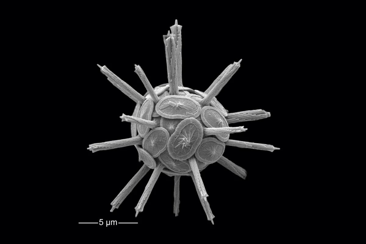 Coccosfera de Rabdosphaera clavigera observada bajo microscopio