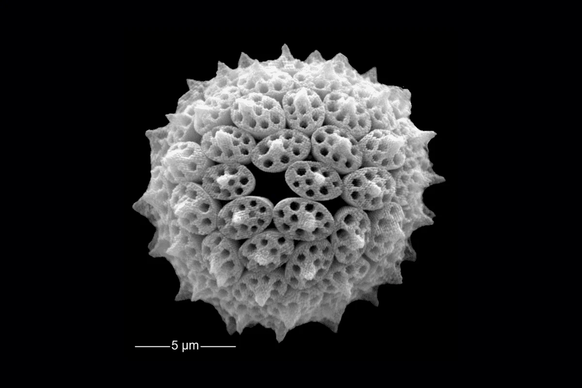 Coccosfera de un holococolitóforo recolectada en las aguas superficiales del mar Mediterráneo oriental