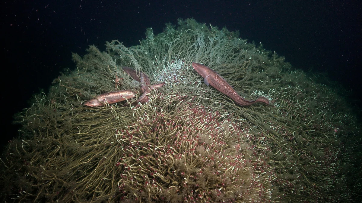 Anguilas rojas entre un arbusto de gusanos tubícolas en una fuga de metano frente a la costa central de Chile