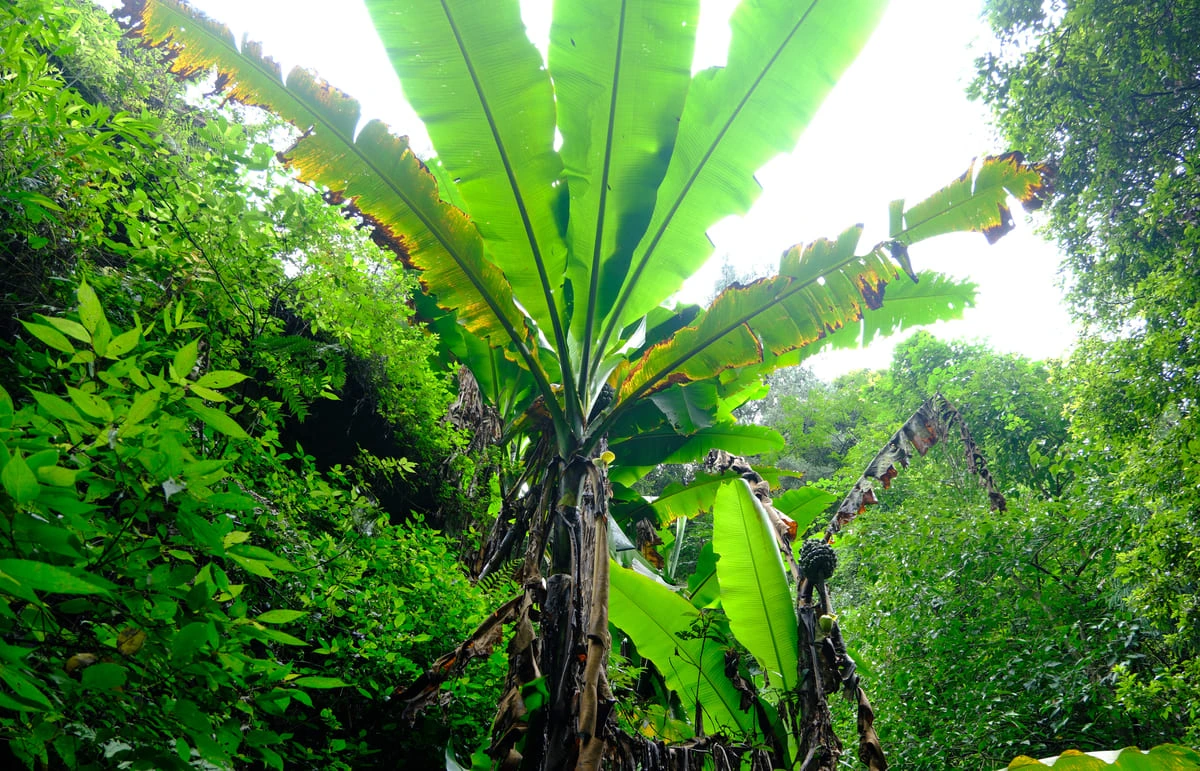 Plátanos silvestres crecen junto a un arroyo en el monte Emei, Sichuan, China, proporcionando alimento a los monos locales.
