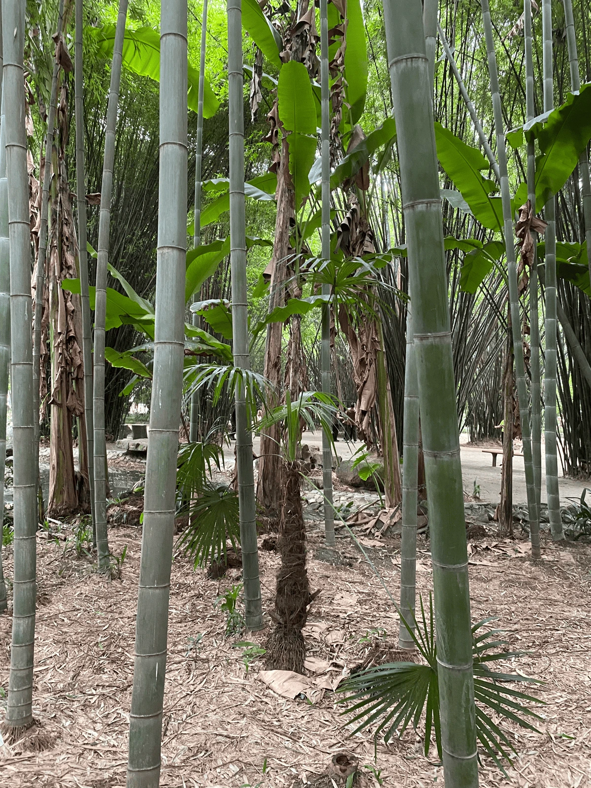 Bosque urbano con árboles herbosos, bambú y palmeras en el parque de la ciudad de Wangjiang, Chengdu, Sichuan, China.