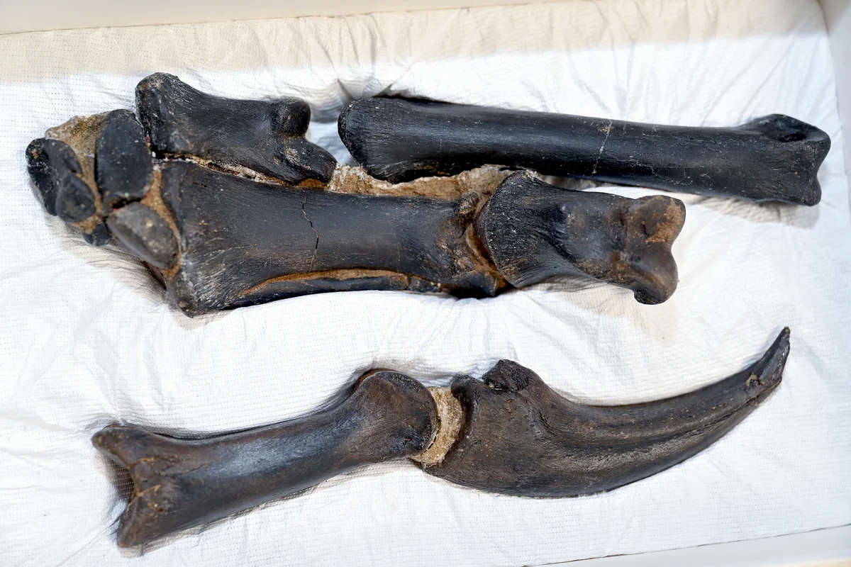 Primer plano de la mano derecha fosilizada del dinosaurio Nanotyrannus lancensis, mostrando su estructura ósea preservada