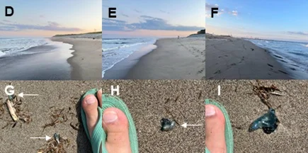 Vista de la playa de Gamo en la bahía de Sendai, prefectura de Miyagi, con restos de carabelas portuguesas varadas tras corrientes cálidas del norte.