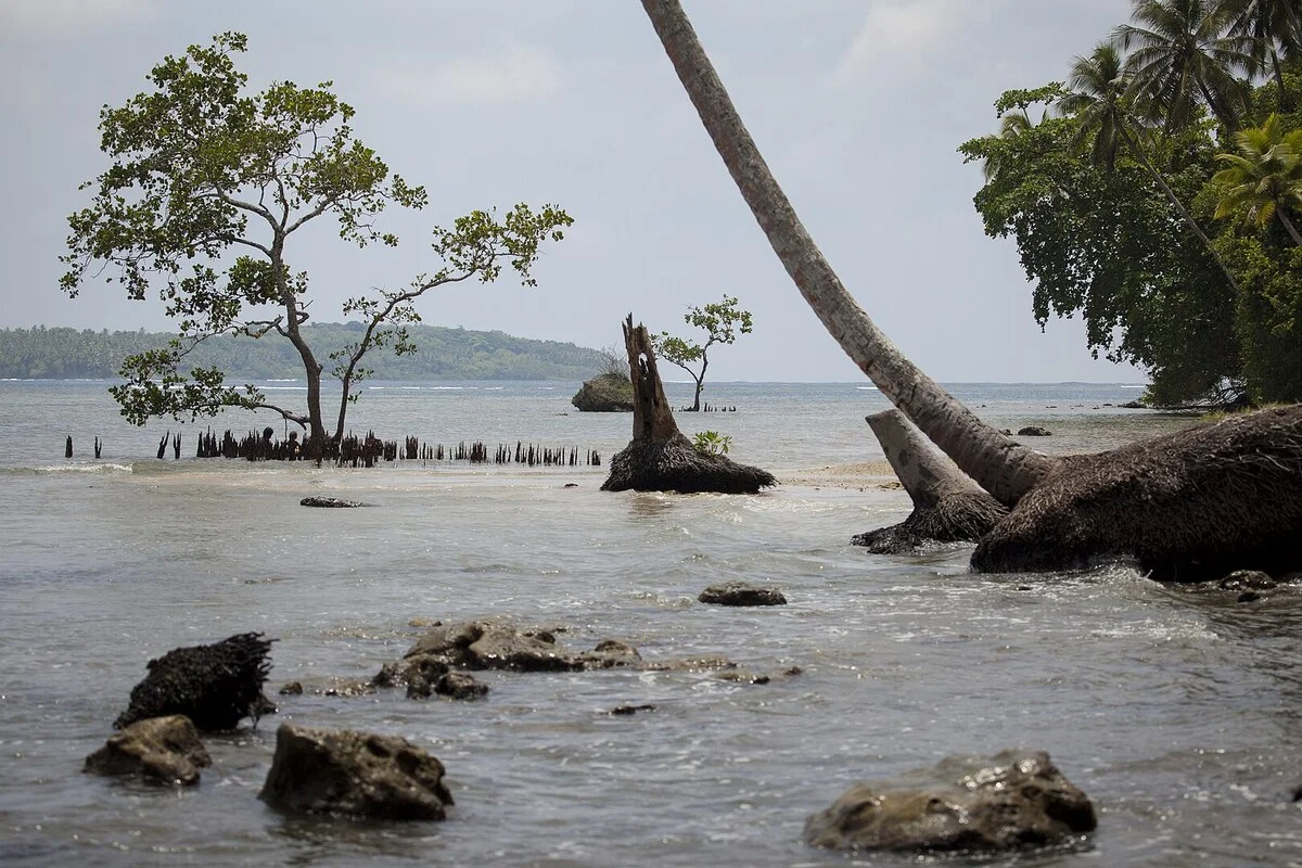 Tramo de costa erosionada en la isla Nggatokae, con árboles caídos y rocas expuestas debido al avance del mar