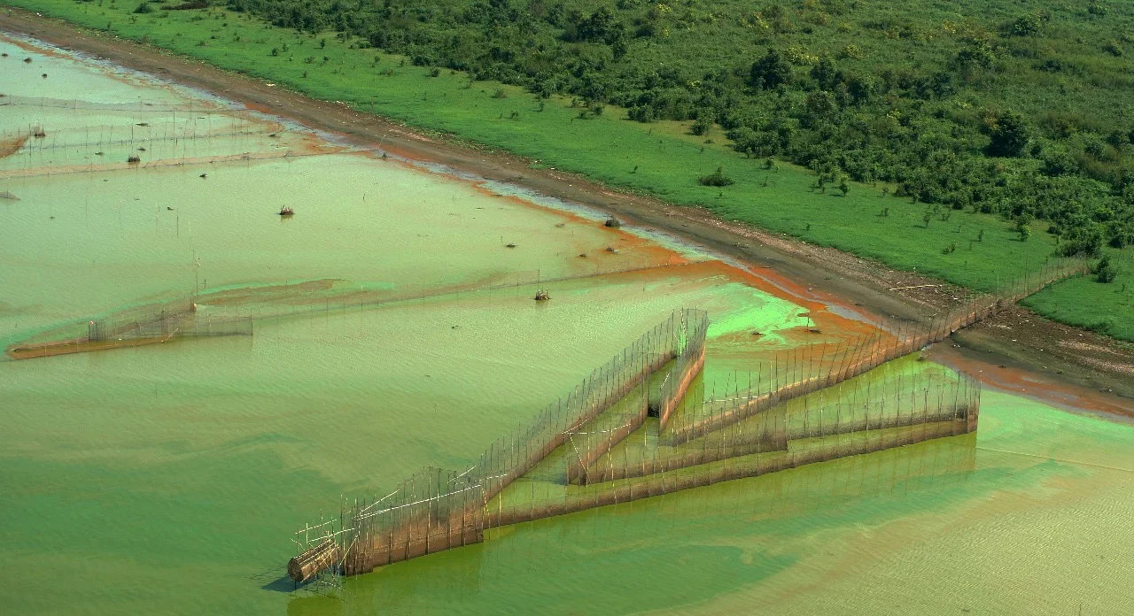 Trampas de pesca en forma de flecha desplegadas en el lago Tonlé Sap