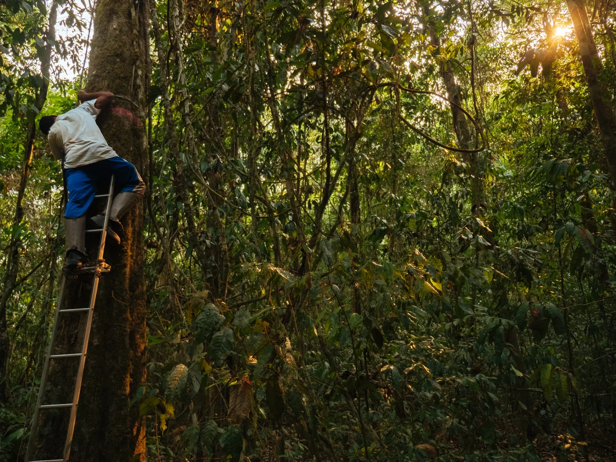Investigador mide un árbol con escalera en la selva amazónica al atardecer
