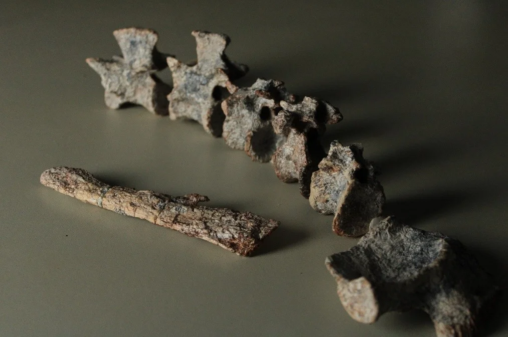 Fósil de Tainrakuasuchus bellator con huesos y placas visibles en la roca.