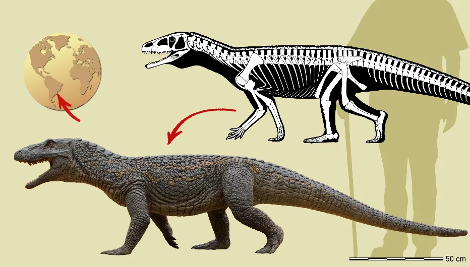 Infografía que muestra la anatomía y características de Tainrakuasuchus bellator.