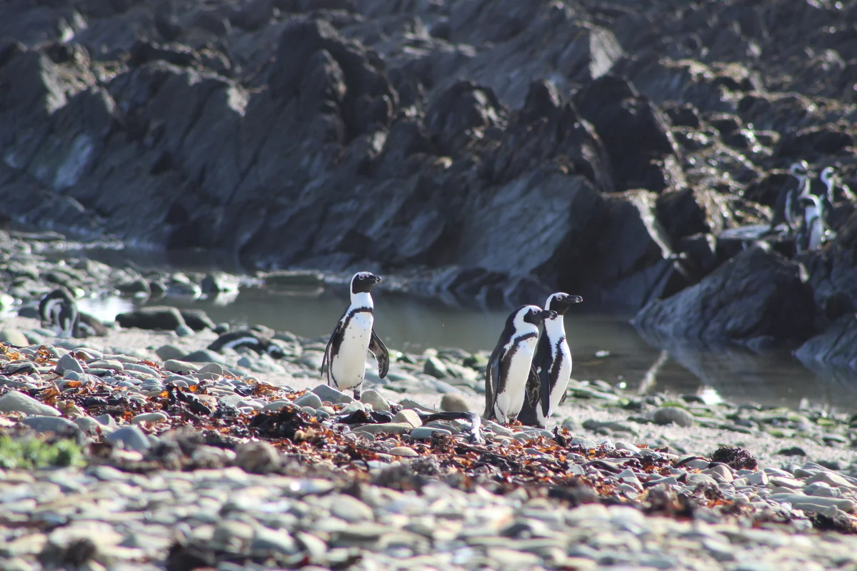 Grupo de pingüinos africanos adultos caminando sobre una playa rocosa junto al mar