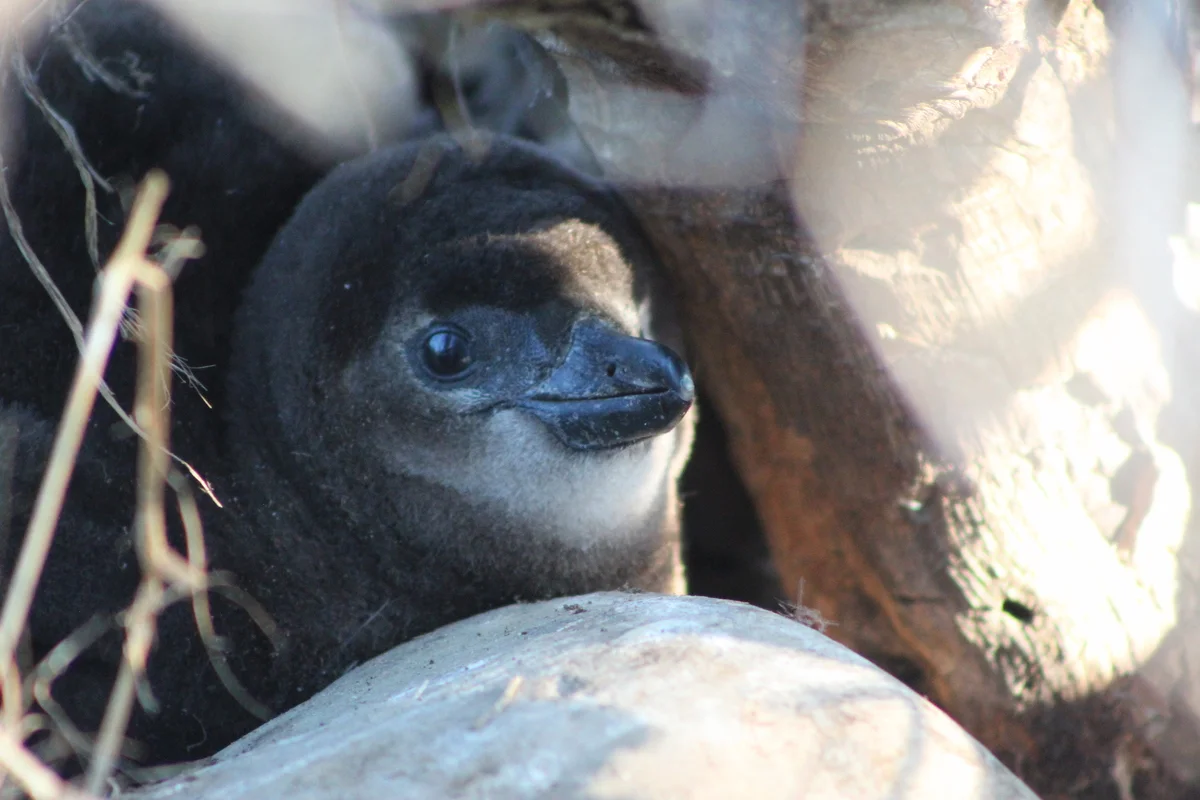 Primer plano de un polluelo de pingüino africano con plumón oscuro refugiado entre ramas