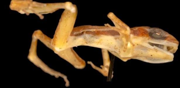 Único ejemplar conservado de una rana que permitió reconocer una nueva especie
