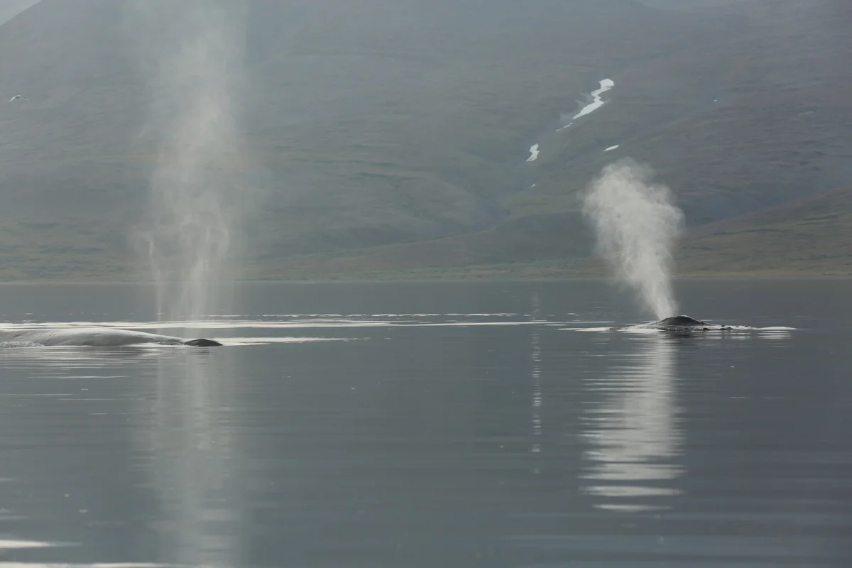 Dos ballenas jorobadas expulsando chorros de agua mientras nadan cerca de la costa montañosa del estrecho de Senyavin.