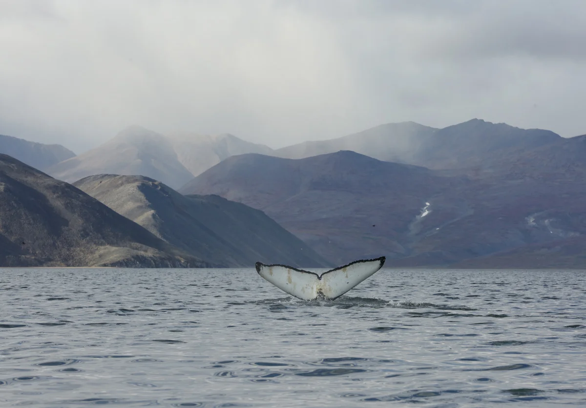 Cola de una ballena jorobada elevándose antes de sumergirse en aguas profundas del estrecho de Senyavin, con montañas al fondo.