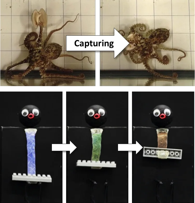 Pulpo capturando un objeto y un sistema OCTOID que cambia de color mientras sostiene una pieza