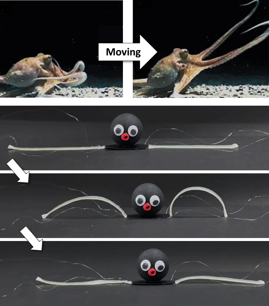 Pulpo en movimiento acompañado de un prototipo OCTOID que flexiona sus patas artificiales