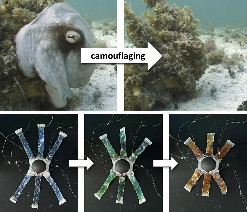 Comparación de un pulpo camuflándose con un prototipo OCTOID que cambia de color