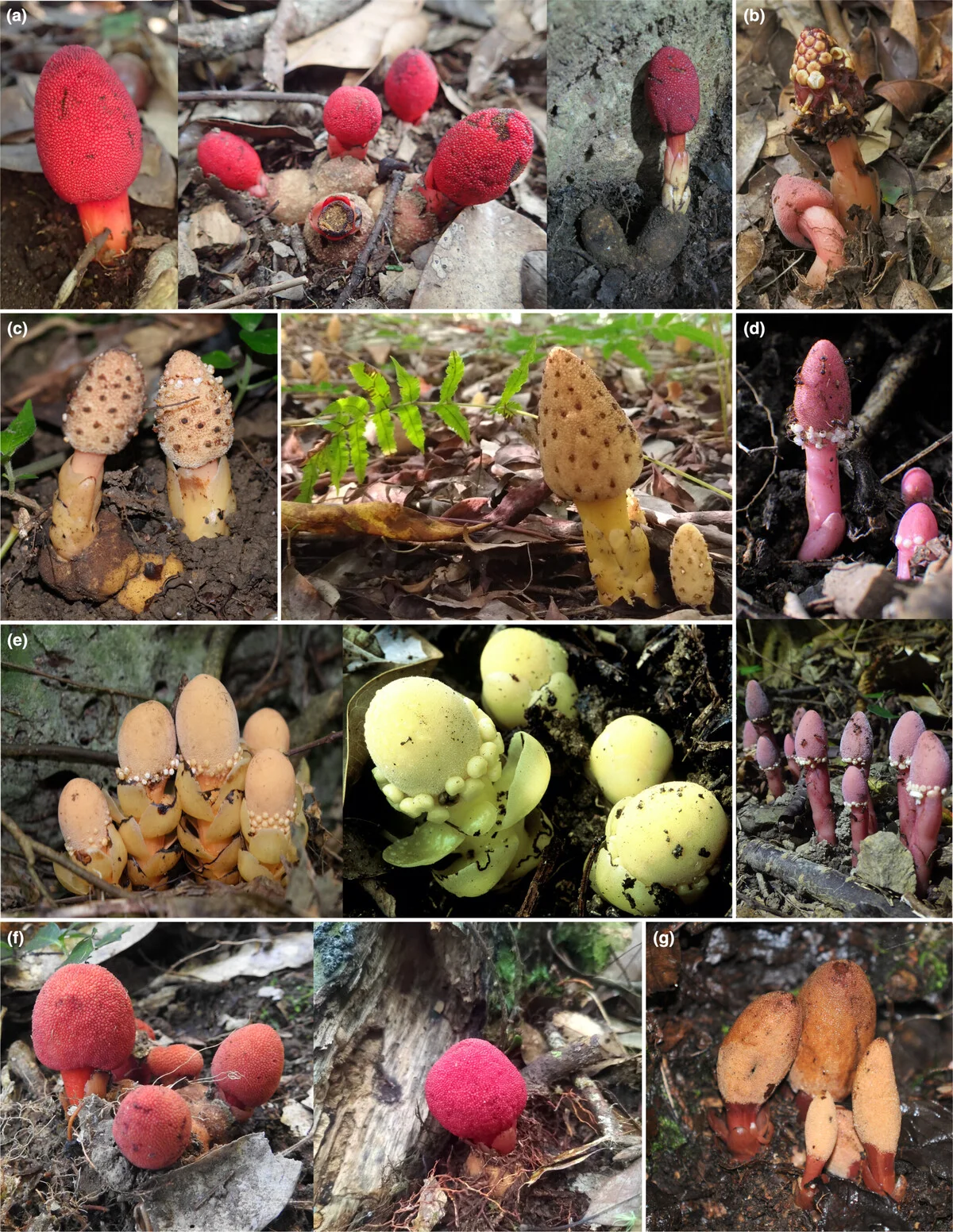 Varias especies de Balanophora comparadas en una imagen