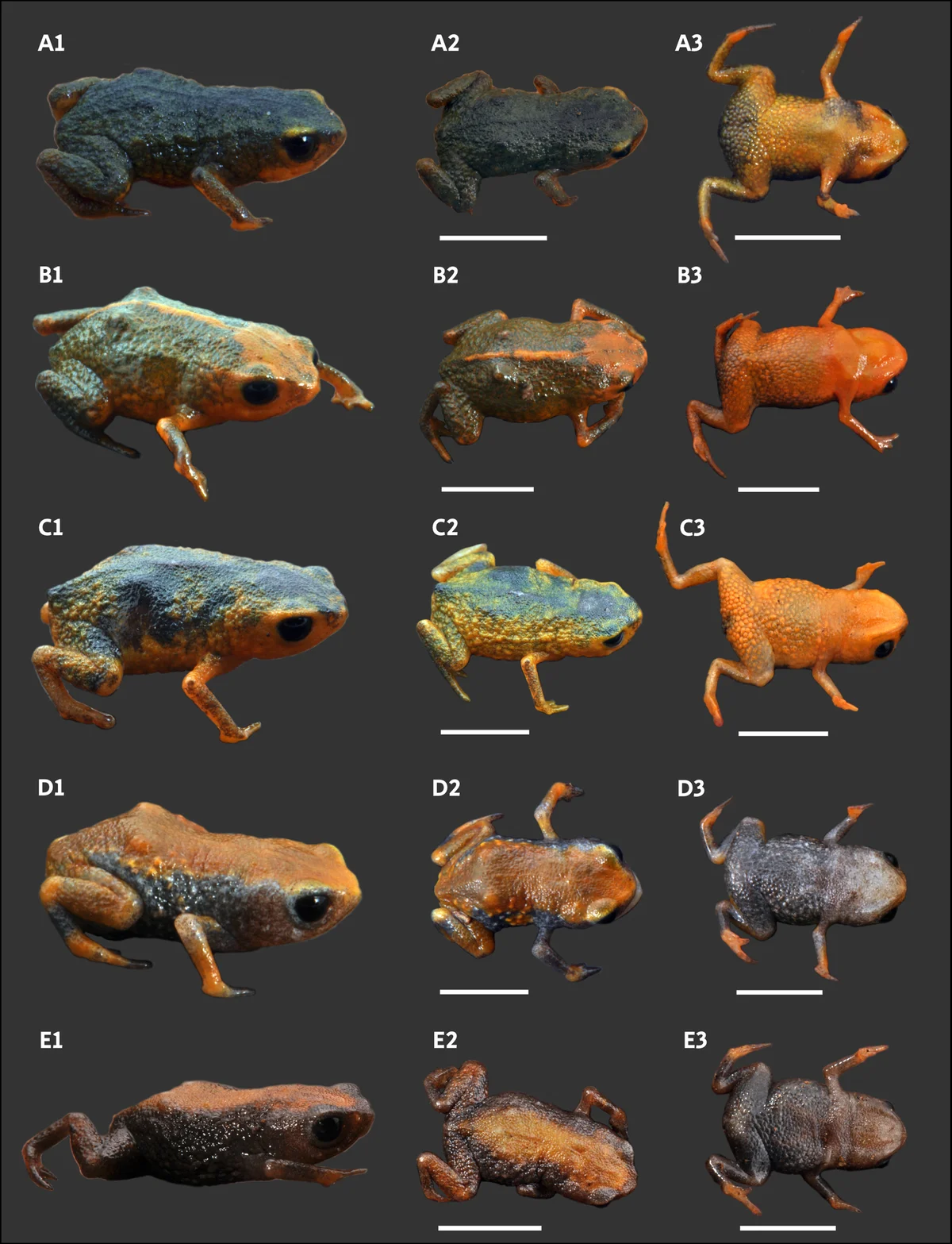 Diversidad de colores en especies del género Brachycephalus